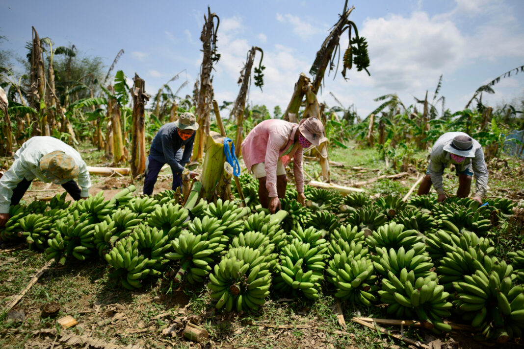 MIDAGRI actúa frente a la emergencia fitosanitaria del hongo Fusarium Raza 4