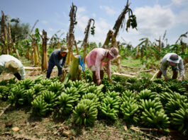 Sullana: implementarán plan para combatir plaga que afecta al banano orgánico CultiVida brinda recomendaciones para combatir el Fusarium Raza 4
