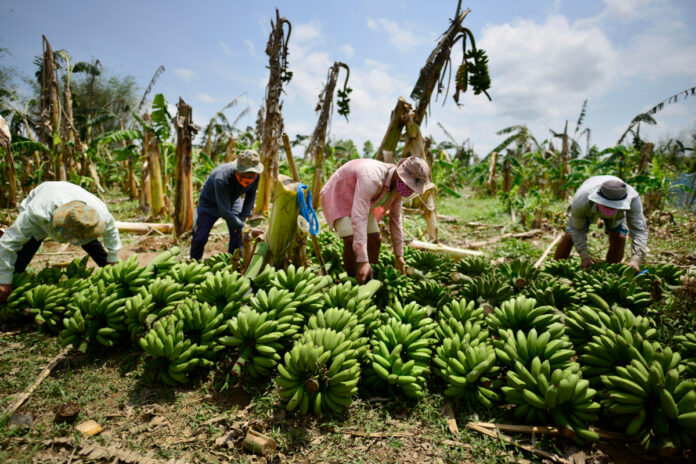 Sullana: implementarán plan para combatir plaga que afecta al banano orgánico