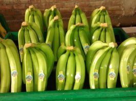Mincetur incentiva programas para fortalecer la agroexportación de banano en Piura