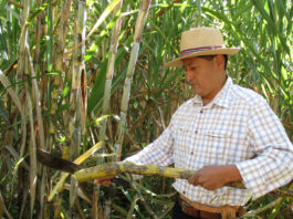Distrito de Montero invita a participar de «La Ruta de la Panela»