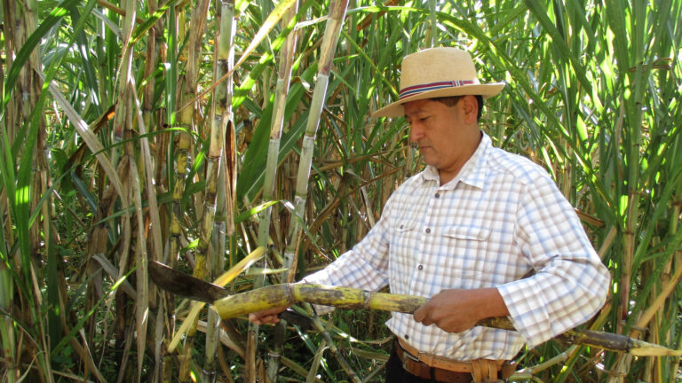 Distrito de Montero invita a participar de «La Ruta de la Panela»
