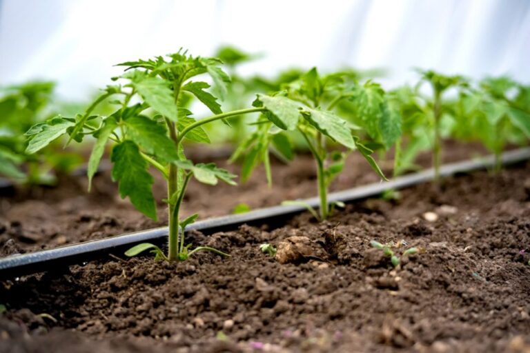 Conoce cómo reducir el uso de fertilizantes a través del riego