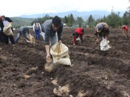 Destinan más de S/ 468 millones para Fondo Agroperú