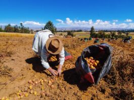 Más de 370 mil productores recibirán pago de Fertiabono