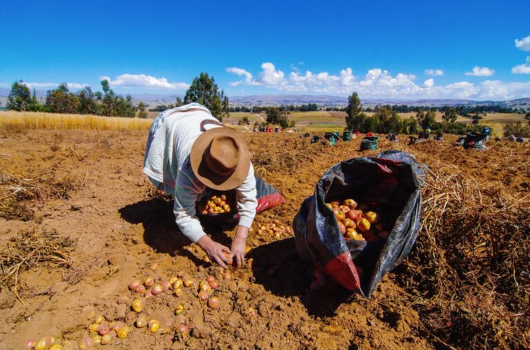 Más de 370 mil productores recibirán pago de Fertiabono