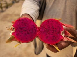La Pitahaya: la fruta exótica que busca incrementar sus exportaciones