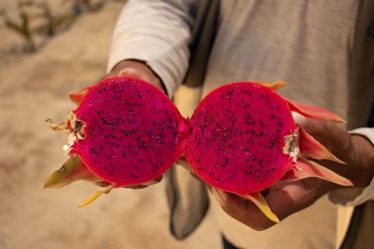 La Pitahaya: la fruta exótica que busca incrementar sus exportaciones