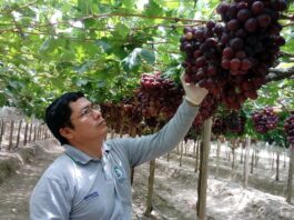 Ica se reafirma como el epicentro mundial de la uva de mesa Ica se reafirma como el epicentro mundial de la uva de mesa