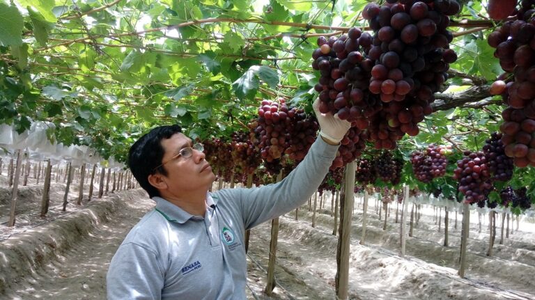 Ica se reafirma como el epicentro mundial de la uva de mesa