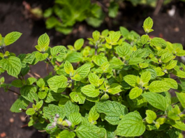 Muña: la planta ancestral con poderes curativos