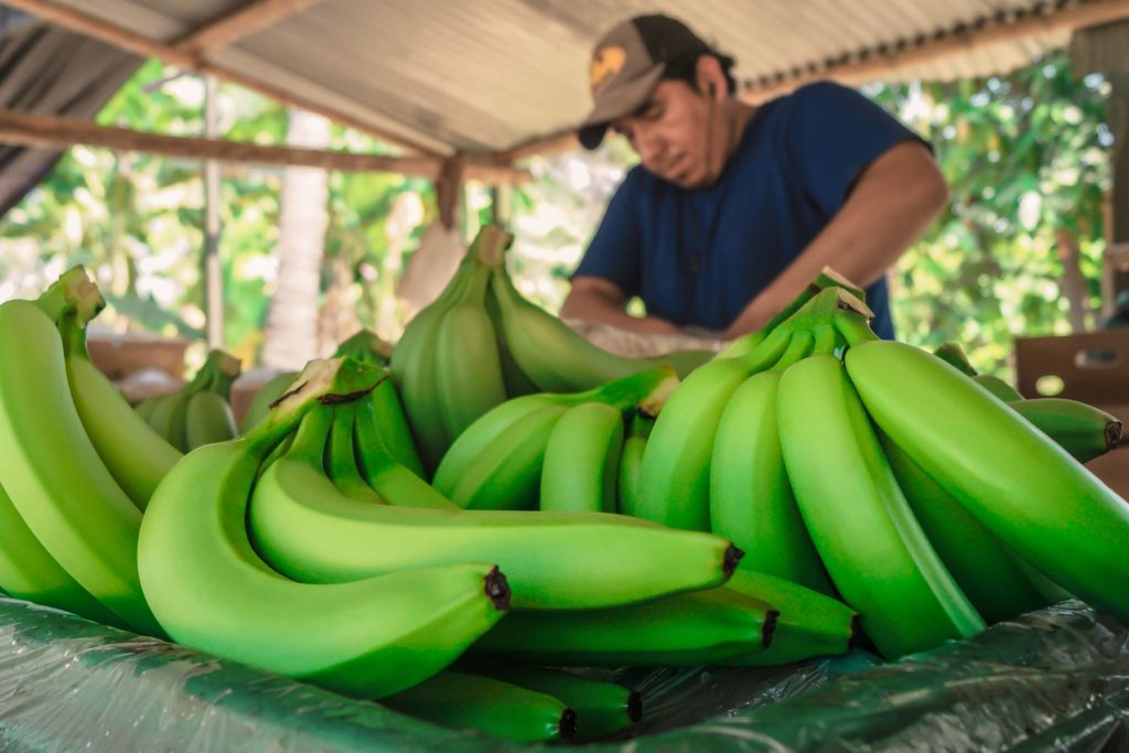 Perú exportó más de 13 mil toneladas de banano en octubre
