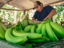 Piura: productores exportan puré de banano a Europa Perú exportó más de 13 mil toneladas de banano en octubre
