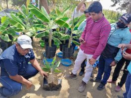 Proyecto de banano orgánico promueve mejoras en la pequeña agricultura familiar