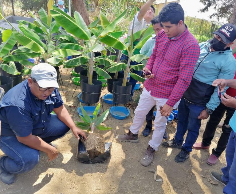 Proyecto de banano orgánico promueve mejoras en la pequeña agricultura familiar