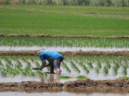 Programan más de 270 mil hectareas de cultivos en la región Piura