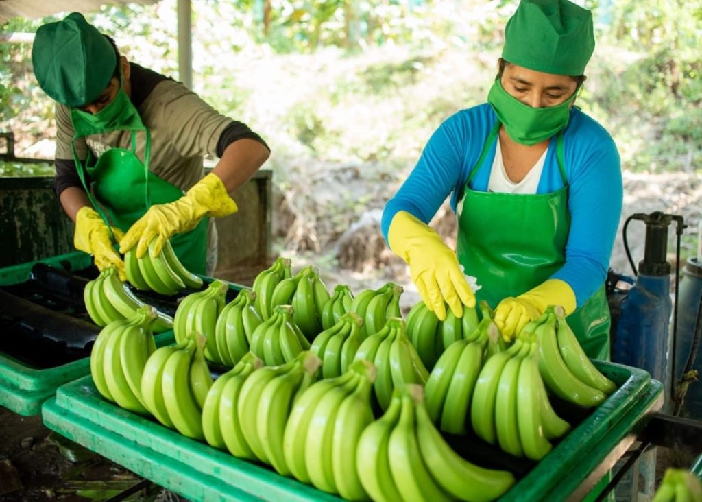 Banano orgánico