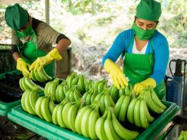 Más de 3 mil productores de banano orgánico llevaron sus productos a mercados extranjeros Banano orgánico