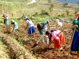 Piura: agricultores aún no reciben bono de Fertiabono