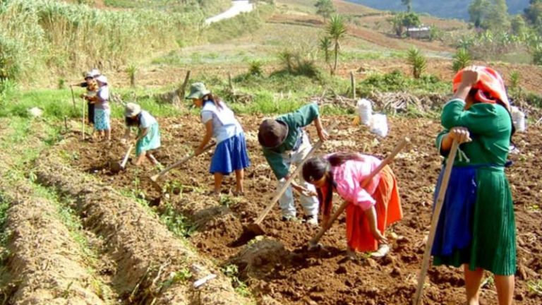Piura: agricultores aún no reciben bono de Fertiabono