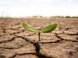 Presentan Plan de Gestión Regional para combatir el cambio climático Presentan Plan de Gestión Regional para combatir el cambio climático