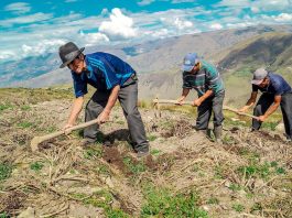 Más de 263,000 productores fueron beneficiados con Fertiabono en 2022 Más de 263,000 productores fueron beneficiados con Fertiabono en 2022