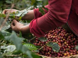 Piura exportó café sin tostar por más de $500 millones en 2022 Piura exportó café sin tostar por más de $500 millones en 2022
