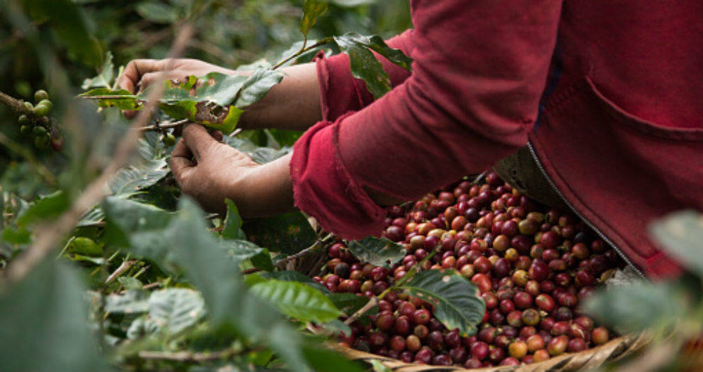 Piura exportó café sin tostar por más de $500 millones en 2022