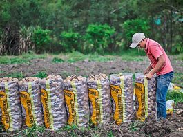 Fertiabono II: entrega iniciaría este viernes 25 de febrero