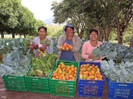 AgroMujer: conoce los requisitos para créditos a pequeñas productoras agrarias