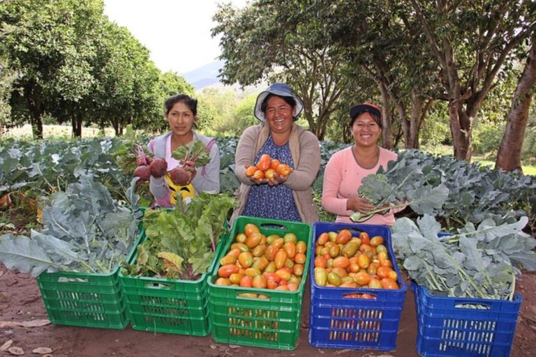 AgroMujer: conoce los requisitos para créditos a pequeñas productoras agrarias