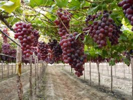 Exportación de uva de mesa en riesgo: coyuntura social genera desazón ante inversionistas Exportación de uva de mesa en riesgo: coyuntura social genera desazón ante inversionistas