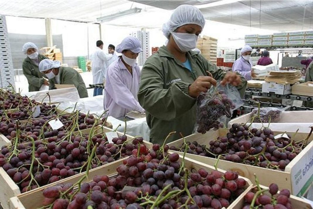 Perú inicia exportaciones de uva a Japón. / Foto: Andina.