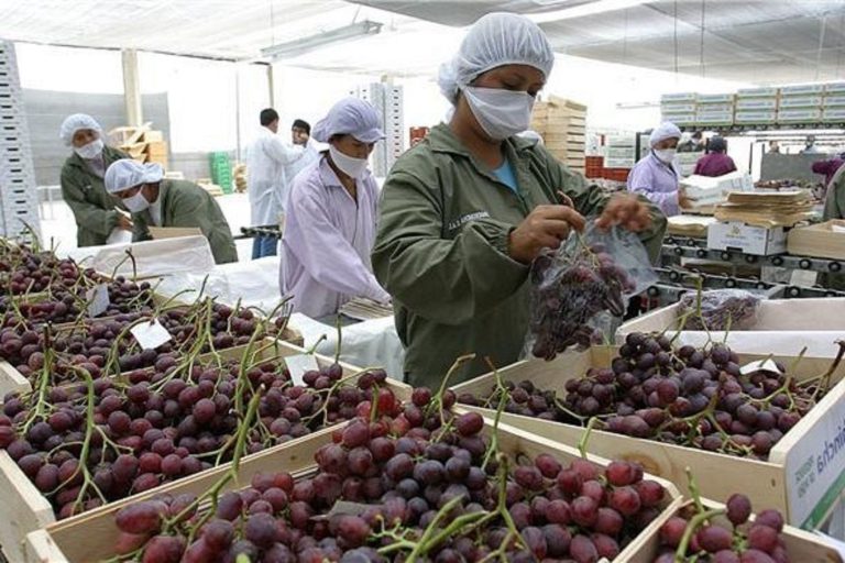 Perú inicia exportaciones de uva a Japón