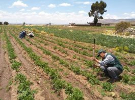 Piura: Seguro catastrófico, los 6 pasos para activarlo