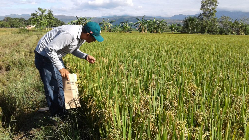 Aprueban campaña complementaria de arroz.