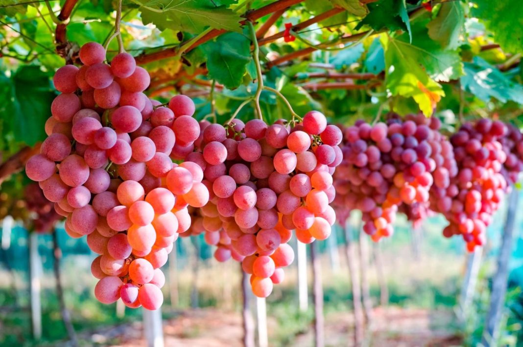 Perú desplaza a Chile como primer exportador de uva en el mundo.
