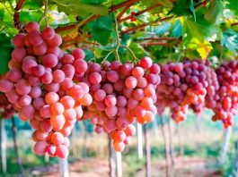 Perú superó a Chile y ahora es el primer exportador de uva de mesa del mundo Perú desplaza a Chile como primer exportador de uva en el mundo.