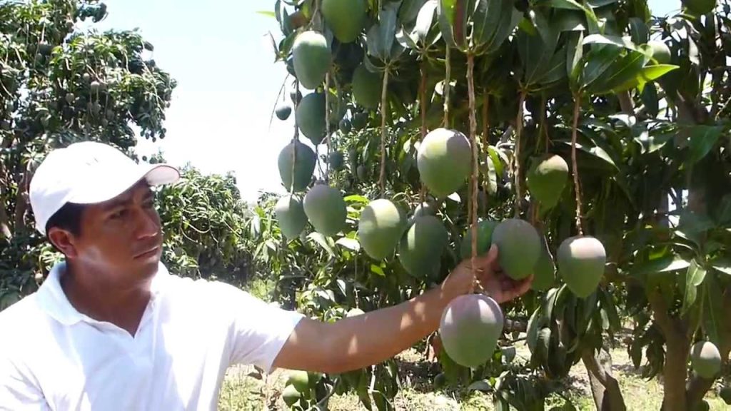 Campaña de mango del valle de San Lorenzo sufriría un retraso.