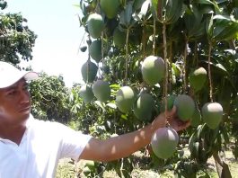 Campaña de mango del valle de San Lorenzo sufriría un retraso Campaña de mango del valle de San Lorenzo sufriría un retraso.