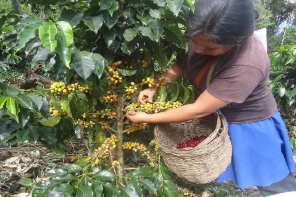 Los mejores productores de café piurano se reunirán en el II Festival y Concurso Regional.