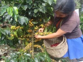 Los mejores productores de café piurano se reunirán en el II Festival y Concurso Regional Los mejores productores de café piurano se reunirán en el II Festival y Concurso Regional.