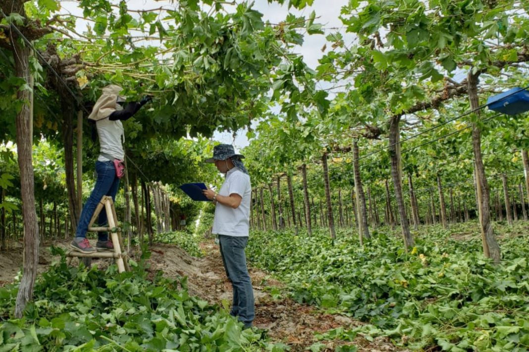 El sector Agropecuario concentra el 40% del empleo formal en Piura.