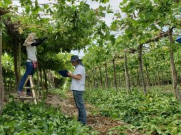 El sector Agropecuario concentra el 40% del empleo formal en Piura El sector Agropecuario concentra el 40% del empleo formal en Piura.