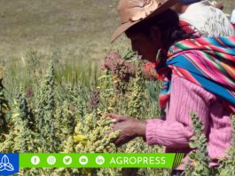 AgroMujer: estos son los requisitos para acceder al nuevo servicio financiero de Agrobanco el niño