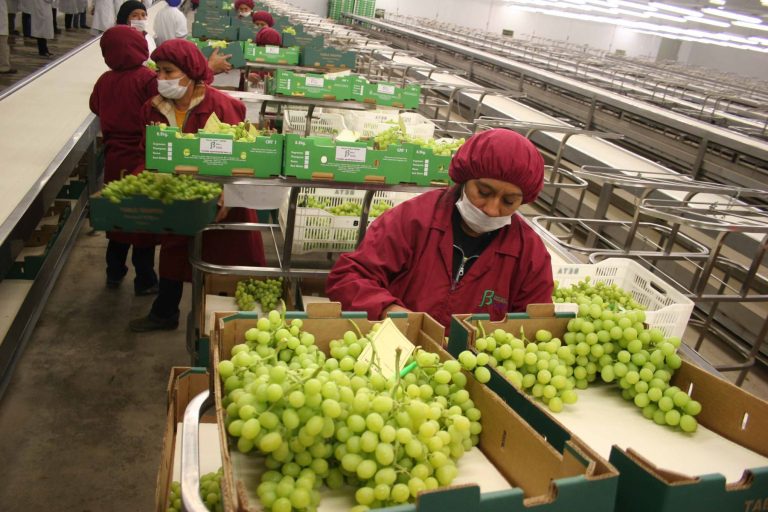 Perú alcanza el top en exportaciones agroindustriales a Rusia en 2022 con uva, palta, café y mangos