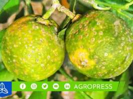 Bacteria del ‘dragón amarillo’ en Perú: ¿qué es y cómo puedes reconocer su presencia en el limón?