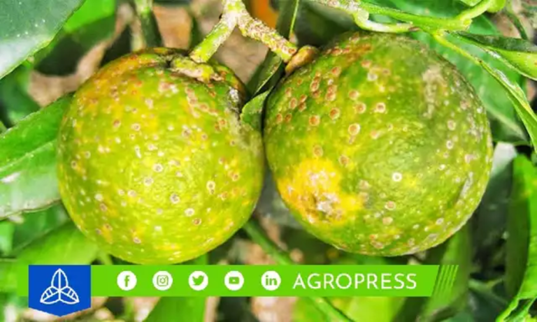 Bacteria del ‘dragón amarillo’ en Perú: ¿qué es y cómo puedes reconocer su presencia en el limón?