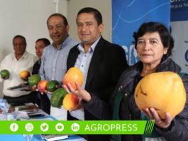 Cajamarca busca proyectar sus frutos nativos al ámbito internacional y fortalecer su sector alimentario