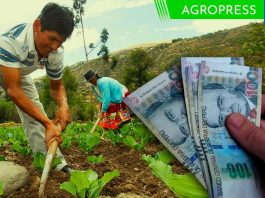 Bono agrario 3 de noviembre: LINK consulta DNI de este subsidio